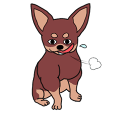Physial Beauty!! Muscle Chihuahua!! sticker #2162048