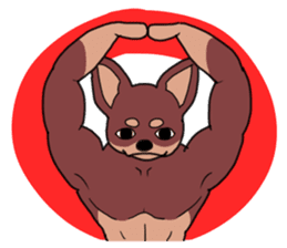 Physial Beauty!! Muscle Chihuahua!! sticker #2162061