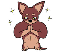 Physial Beauty!! Muscle Chihuahua!! sticker #2162063