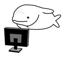 The KUU white dolphin sticker #2164644