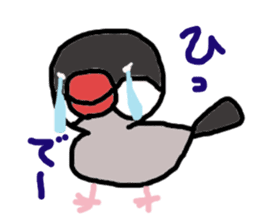 Java sparrow 1 sticker #2193865