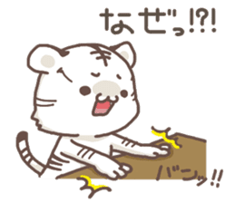 Cute White Tiger - Shiro Tora San - sticker #2226715