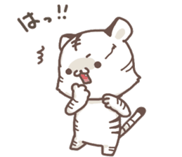 Cute White Tiger - Shiro Tora San - sticker #2226730