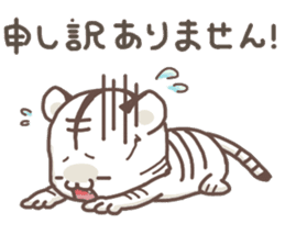 Cute White Tiger - Shiro Tora San - sticker #2226737