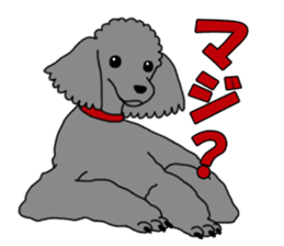 My dear dog - Toy poodle ver sticker #2237477