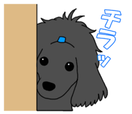 My dear dog - Toy poodle ver sticker #2237491