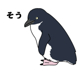 PENGUINS!! sticker #2241787