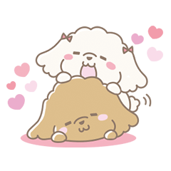 Cute Toy Poodle Cocoan By Risaco Cute Toy Poodle Cocoan By Risaco