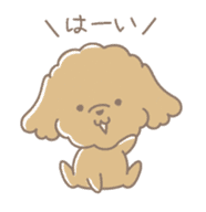 Cute Toy Poodle Cocoan sticker #2245224