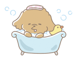 Cute Toy Poodle Cocoan sticker #2245260