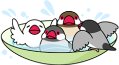 Java sparrow "Bun-cho" sticker #2258396