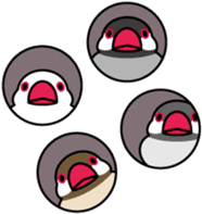 Java sparrow "Bun-cho" sticker #2258400