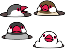 Java sparrow "Bun-cho" sticker #2258402