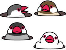 Java sparrow "Bun-cho" sticker #2258402