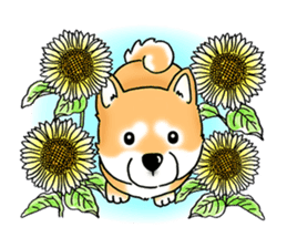 Shiba Inu "Hanapi" & "Kinako" body type sticker #2272101