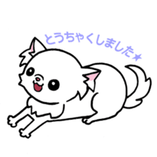 Mamechiyo of Chihuahua 2nd sticker #2279318