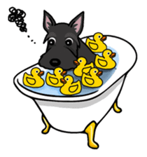 Entertaining friends, Scottish Terrier. sticker #2280994