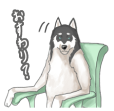 Clever Siberian Husky sticker #2284116