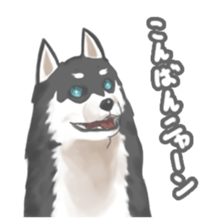 Clever Siberian Husky sticker #2284119