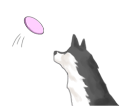 Clever Siberian Husky sticker #2284125