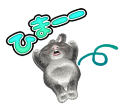 Softy rabbit sticker #2298601