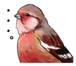 Japanese bird sticker #2309435