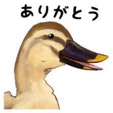 Japanese bird sticker #2309440