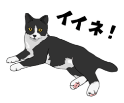Cats illustration sticker sticker #2315272