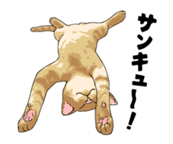 Cats illustration sticker sticker #2315278