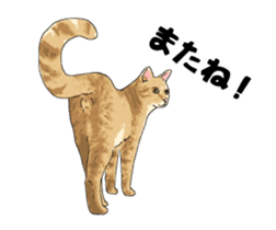 Cats illustration sticker sticker #2315297