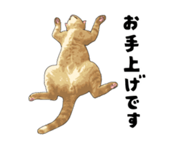 Cats illustration sticker sticker #2315304