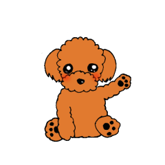A playful toy poodle