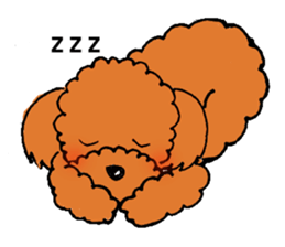 A playful toy poodle sticker #2319866
