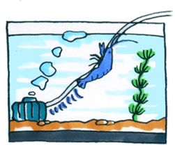 blue crawfish sticker #2323215