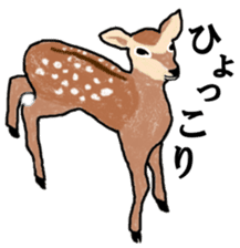 American and Canadian animals sticker #2342095