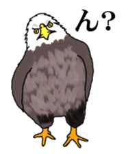 American and Canadian animals sticker #2342100