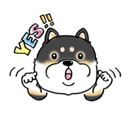 Shiba Inu "Hanapi" & "Kinako" face type sticker #2354767