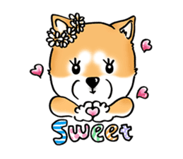 Shiba Inu "Hanapi" & "Kinako" face type sticker #2354772
