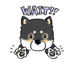 Shiba Inu "Hanapi" & "Kinako" face type sticker #2354781