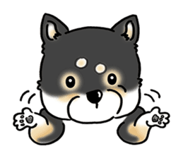 Shiba Inu "Hanapi" & "Kinako" face type sticker #2354783