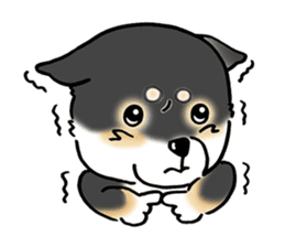 Shiba Inu "Hanapi" & "Kinako" face type sticker #2354789