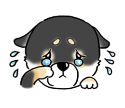 Shiba Inu "Hanapi" & "Kinako" face type sticker #2354791