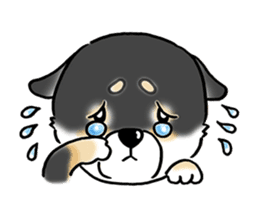 Shiba Inu "Hanapi" & "Kinako" face type sticker #2354791