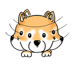 Shiba Inu "Hanapi" & "Kinako" face type sticker #2354793