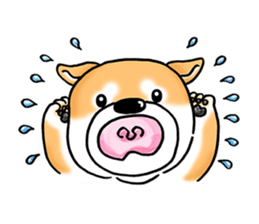 Shiba Inu "Hanapi" & "Kinako" face type sticker #2354795