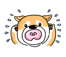 Shiba Inu "Hanapi" & "Kinako" face type sticker #2354795