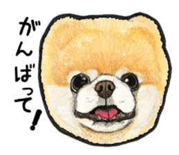 Pomeranian Sticker sticker #2369600