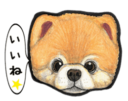 Pomeranian Sticker sticker #2369604