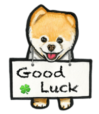 Pomeranian Sticker sticker #2369616