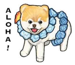 Pomeranian Sticker sticker #2369631